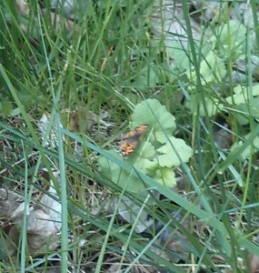 2013-05-13 13.54.10