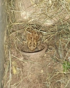 Got a new pet - Hoppy the American Toad